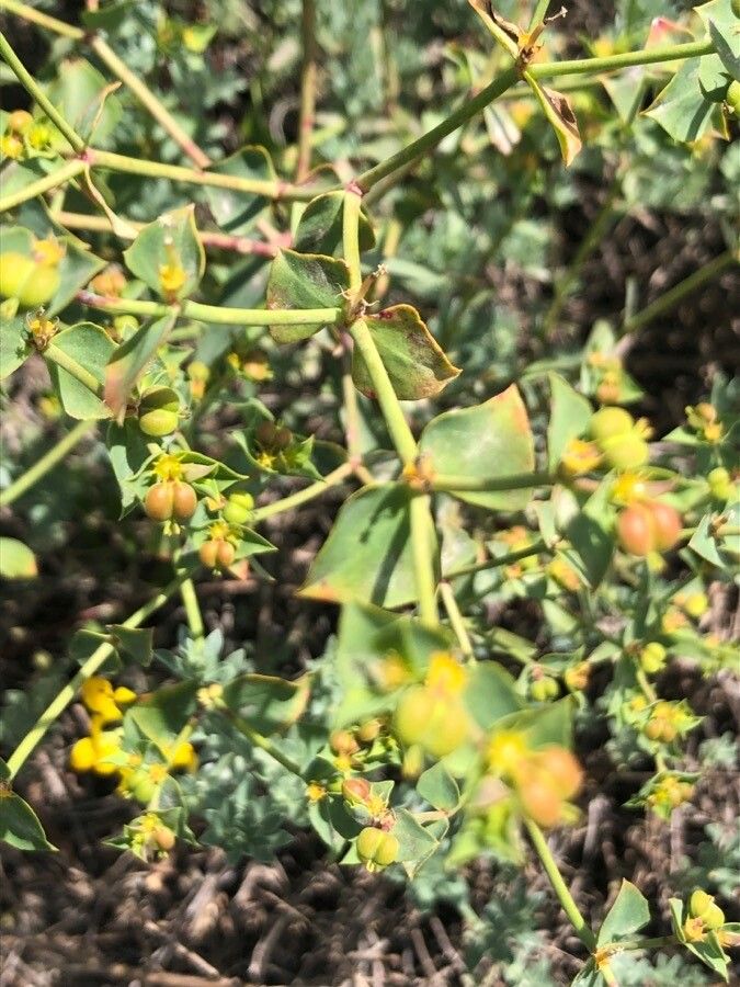 Euphorbia terracina — search result for 'Euphorbiaceae'