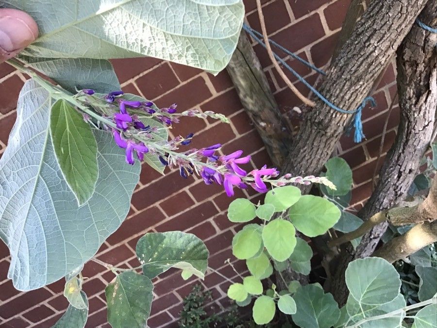 Desmodium yunnanense flower