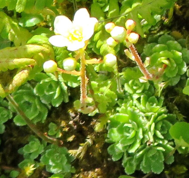 Saxifraga conifera — houseplant care guide