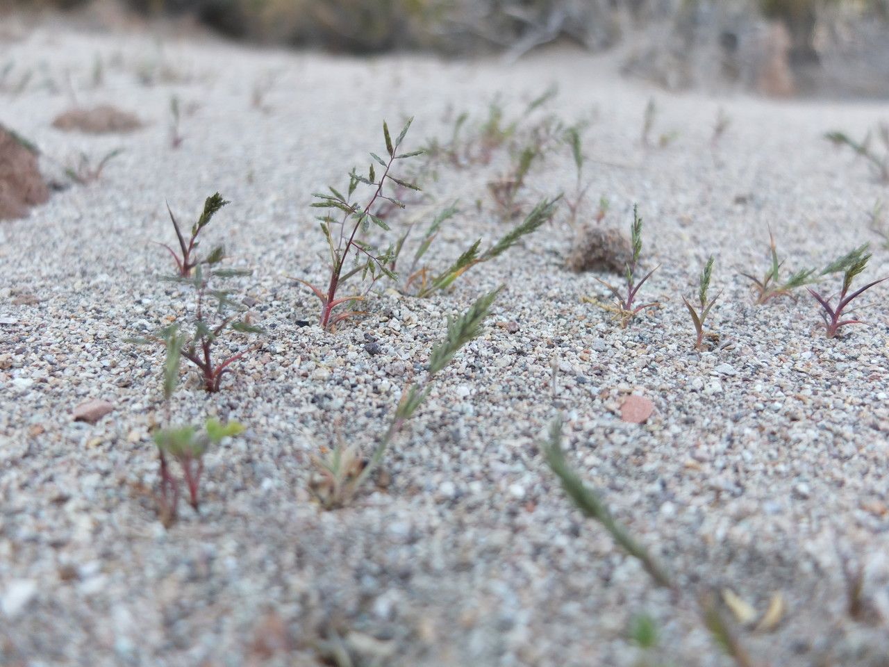 Eragrostis nigricans habit