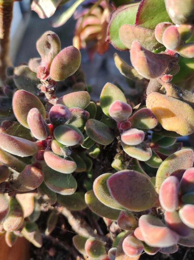 Crassula lanuginosa flower