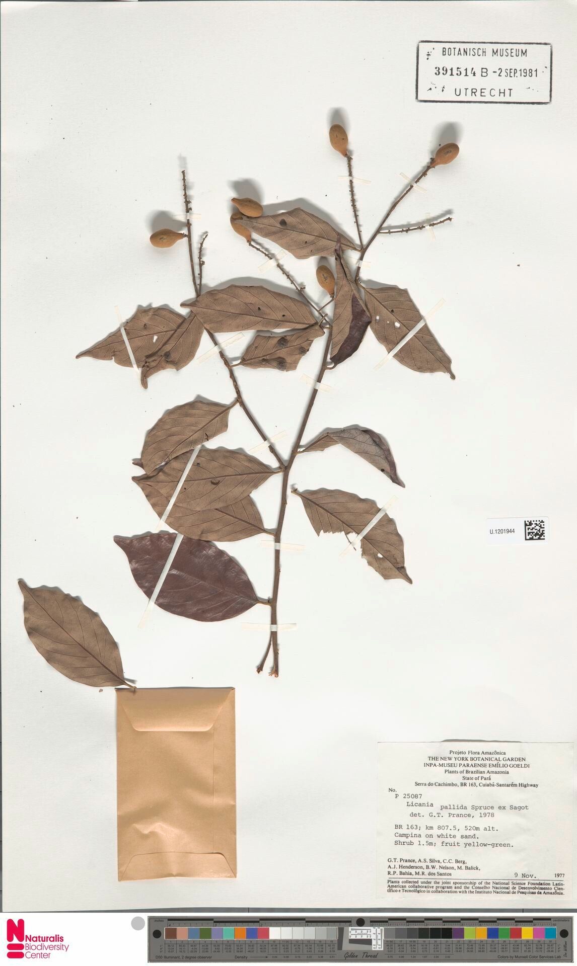 Licania pallida fruit