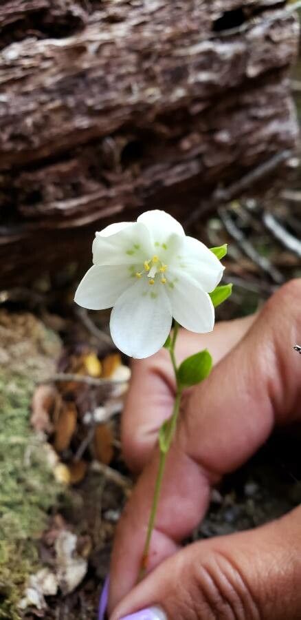 Luzuriaga parviflora flower