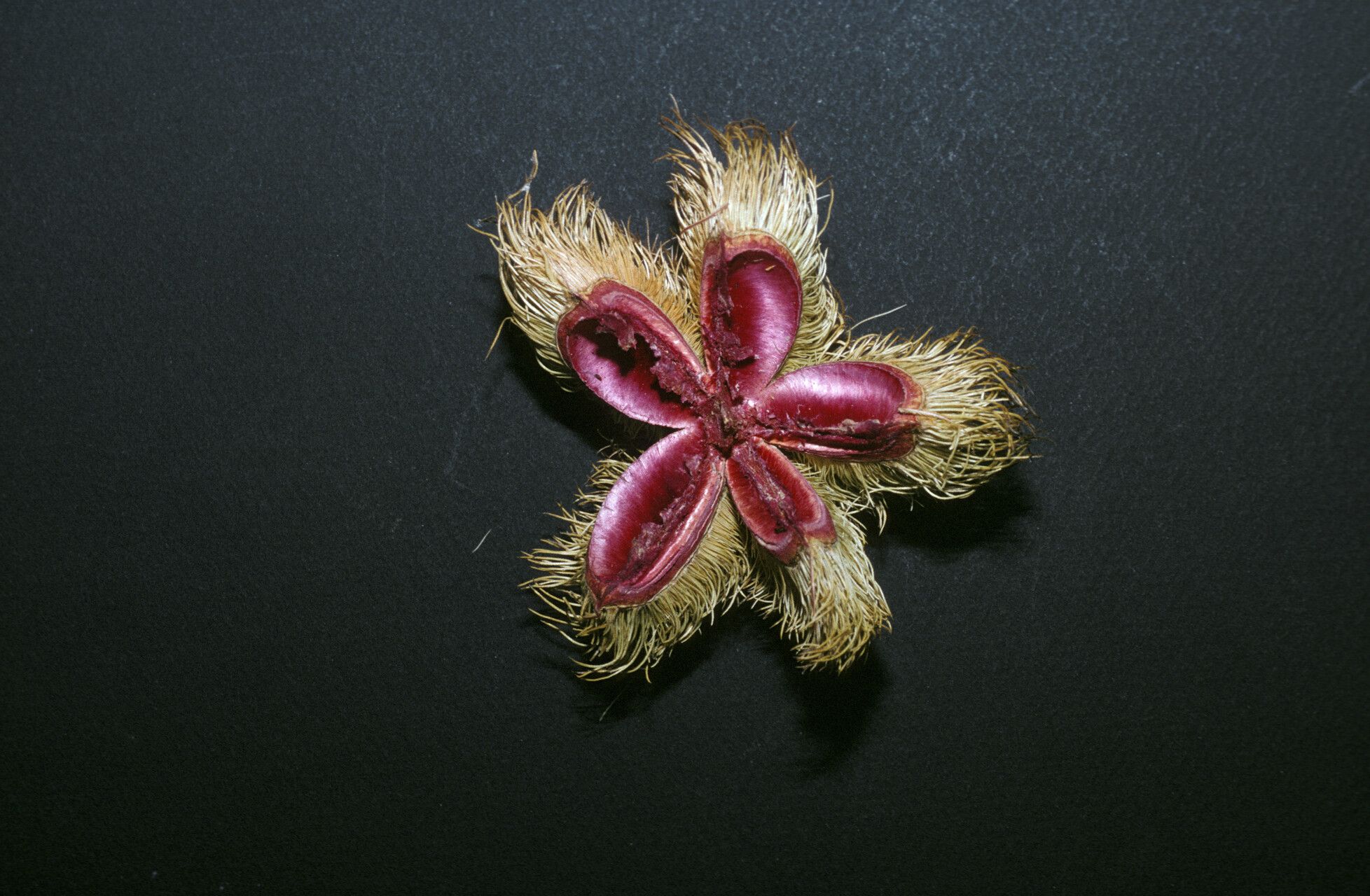 Sloanea grandiflora fruit