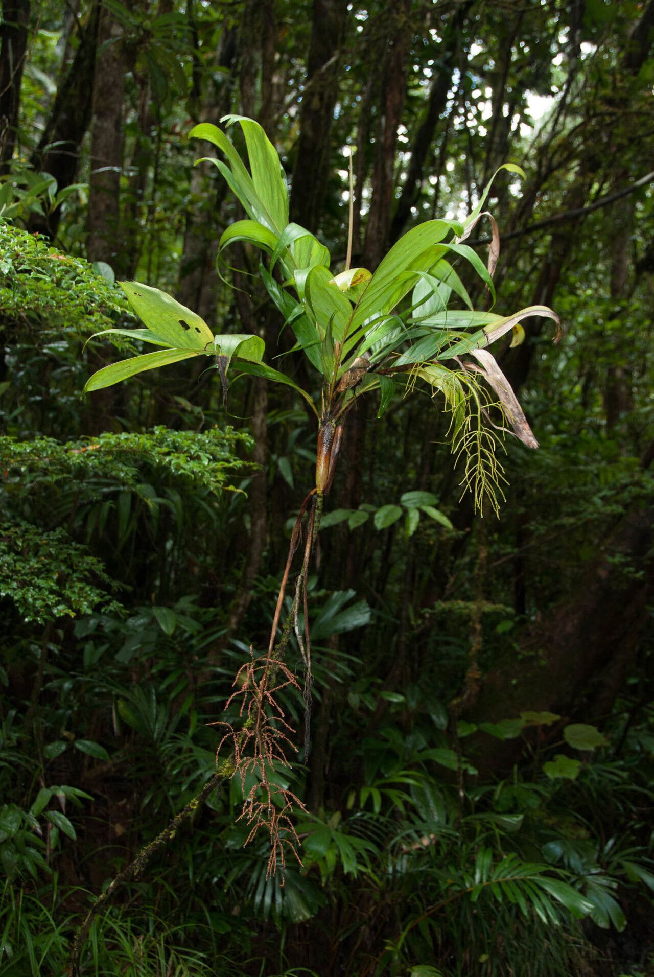 Dypsis lantzeana — search result for 'Dypsis'