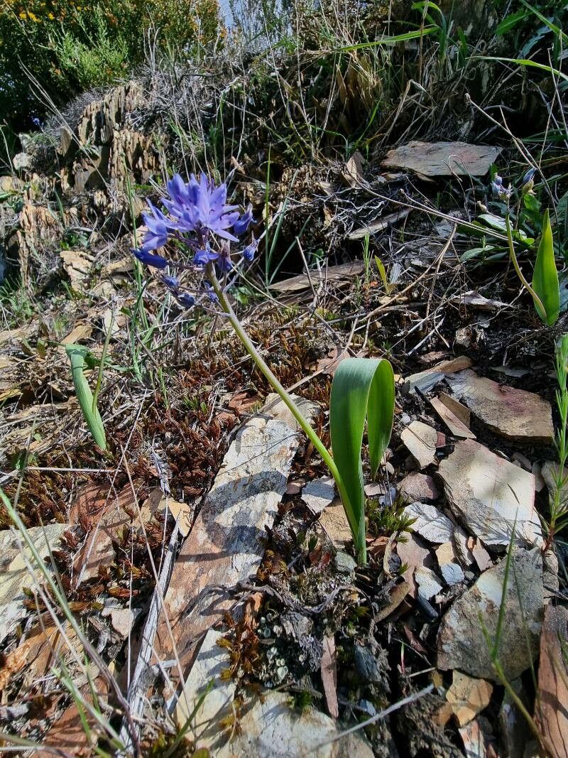 Scilla monophylla habit