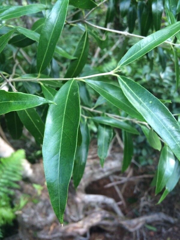 Olea lancea leaf