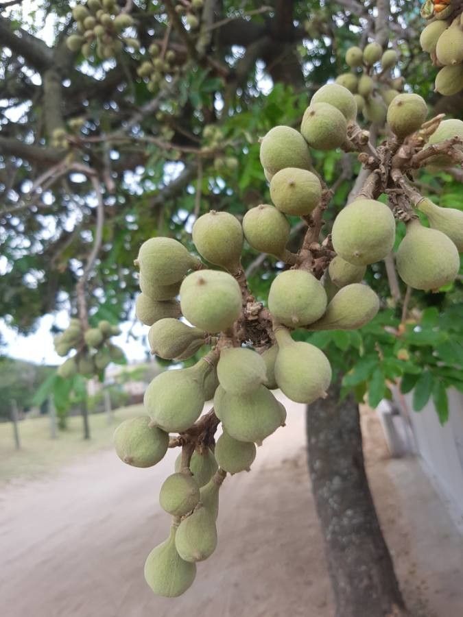Trichilia emetica fruit