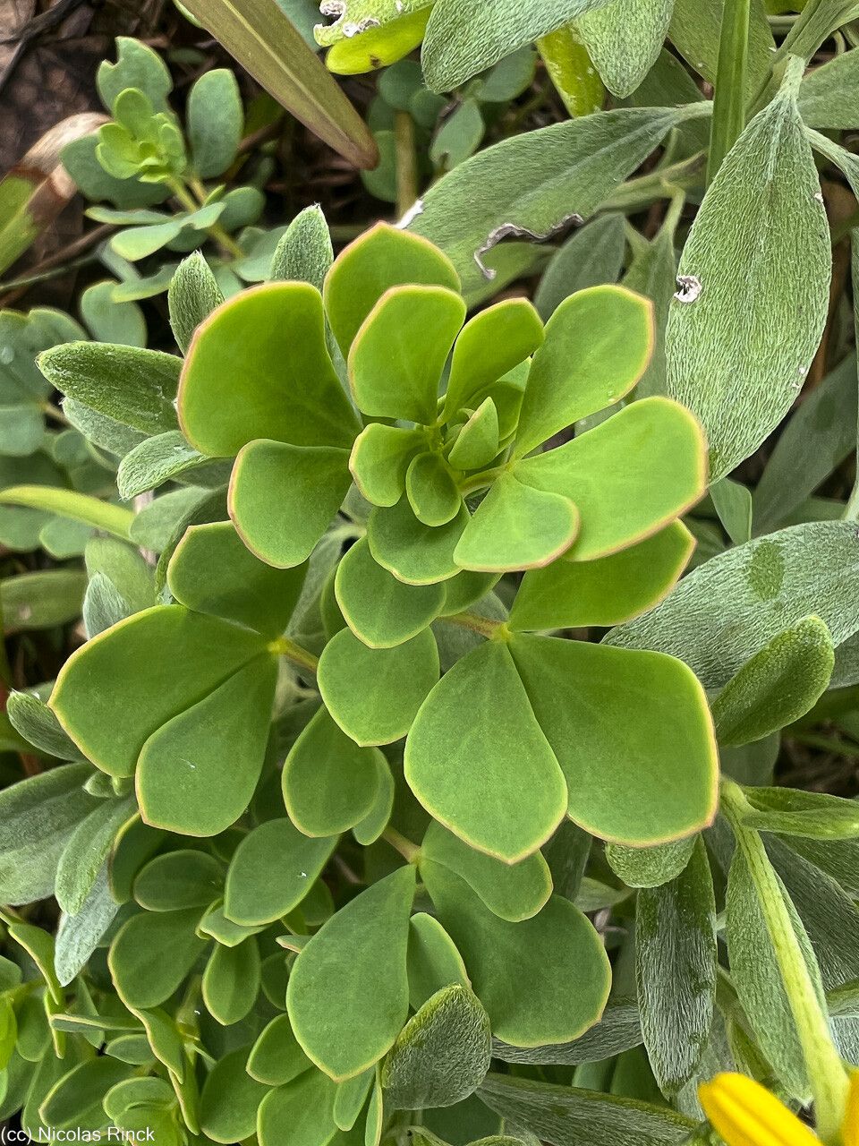 Melanthera lifuana — related species from the same genus