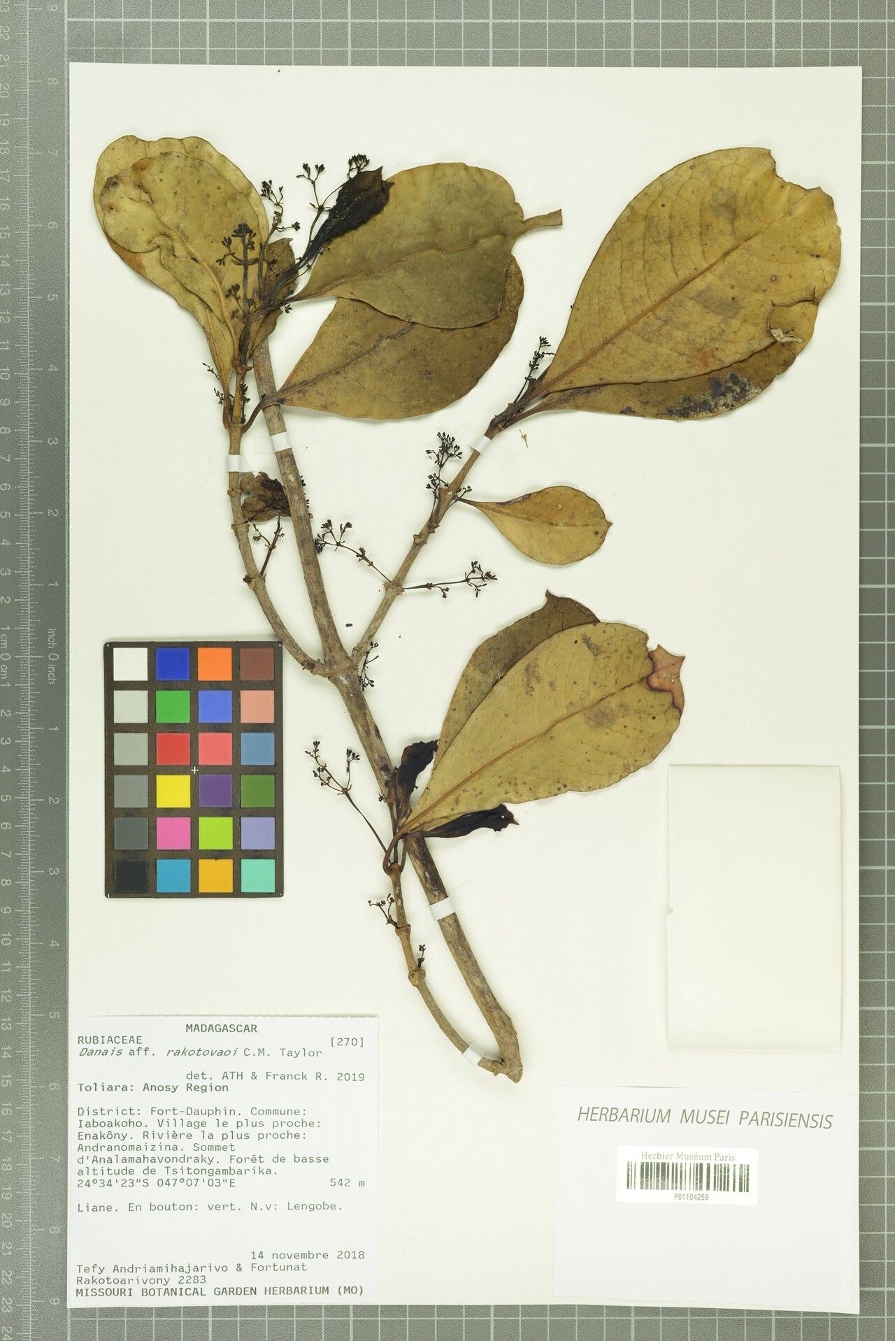 Danais rakotovaoi — houseplant care guide