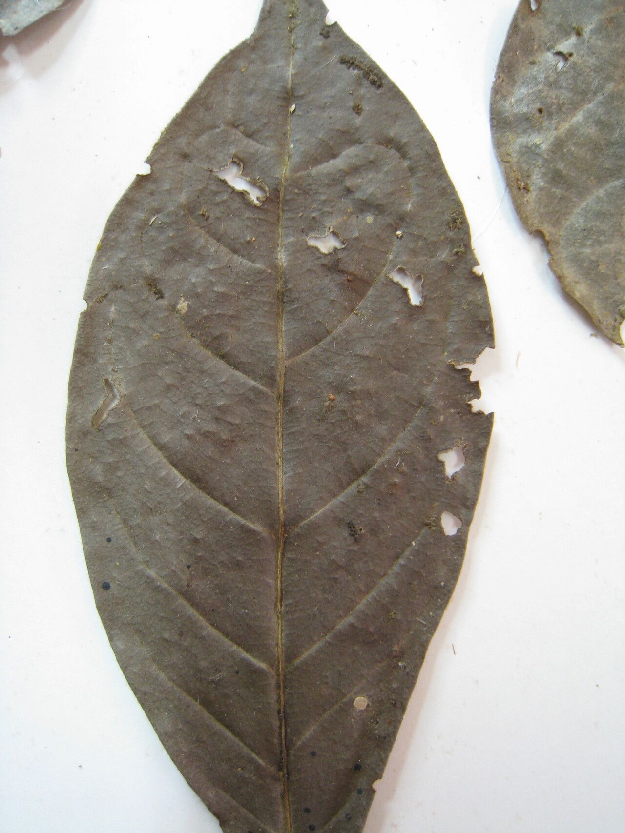 Inga auristellae — houseplant care guide