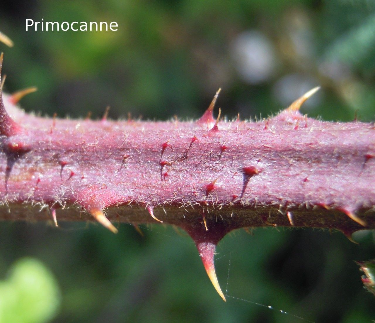 Rubus boraeanus bark