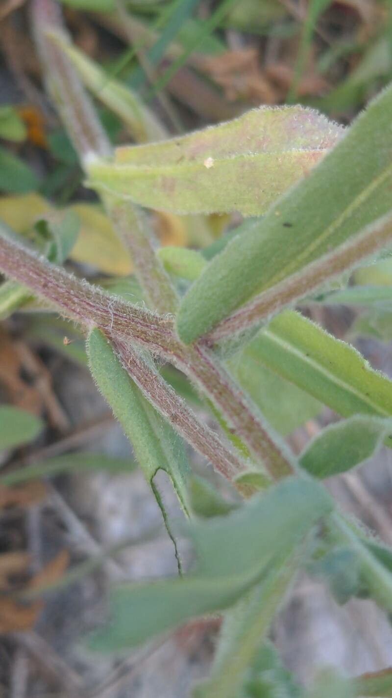 Calendula tripterocarpa leaf