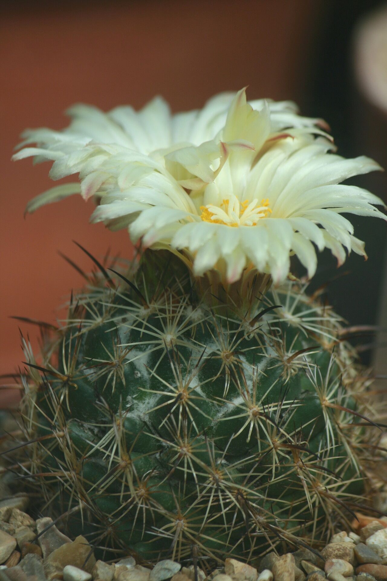 Coryphantha retusa flower