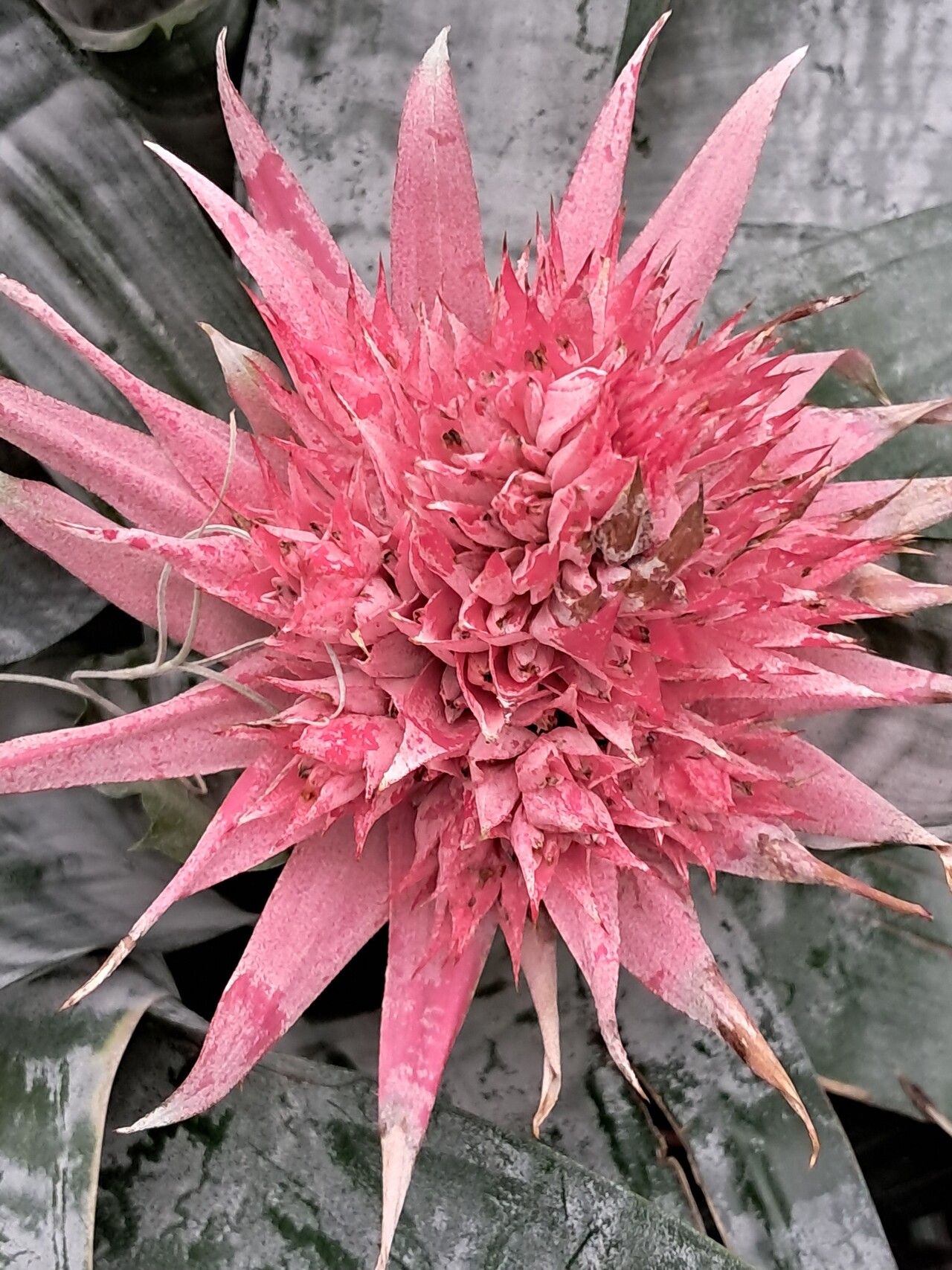 Aechmea victoriana flower