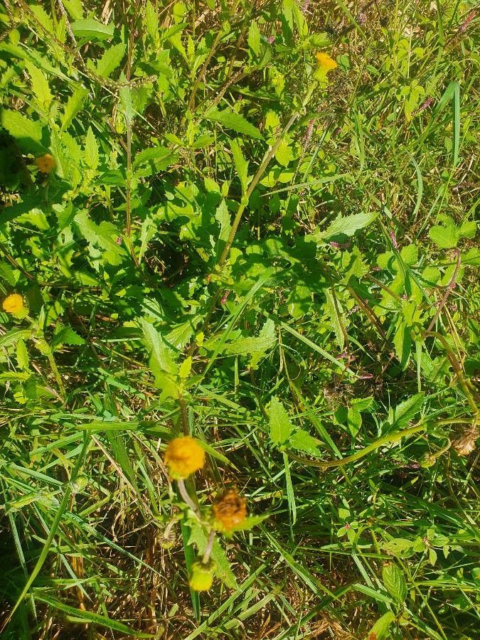Crassocephalum picridifolium habit