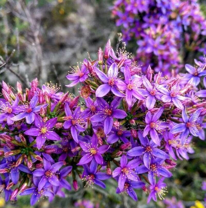 Calytrix leschenaultii — related species from the same genus