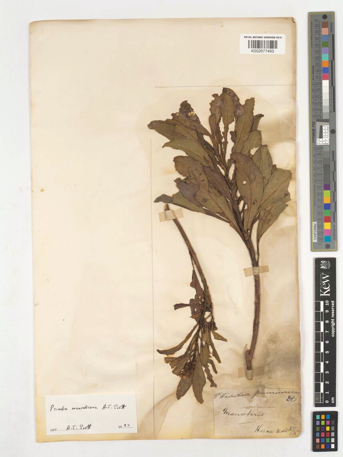 Psiadia mauritiana — houseplant care guide