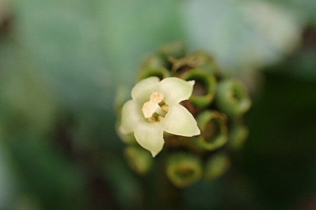 Psychotria subobliqua flower