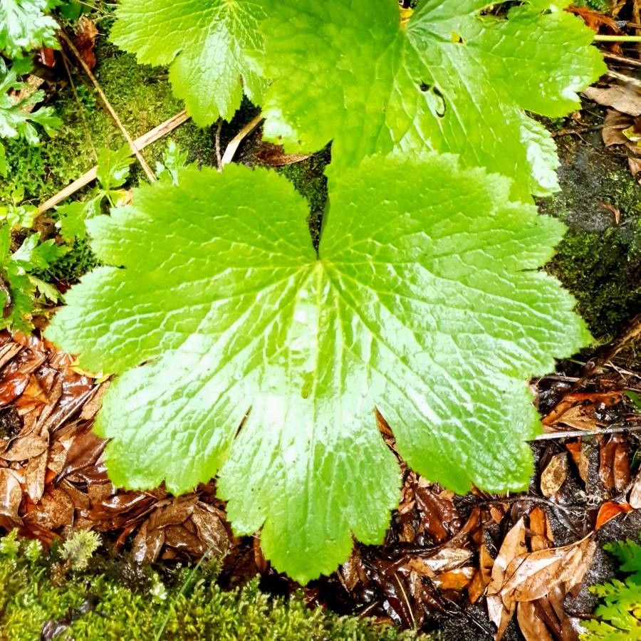 Ranunculus cortusifolius leaf