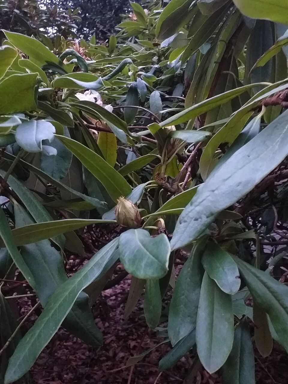 Rhododendron arboreum leaf