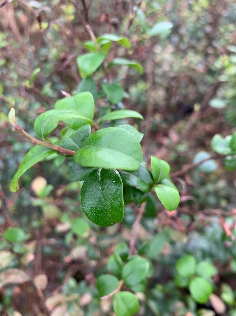 Myrcianthes fragrans — search result for 'Myrtaceae'