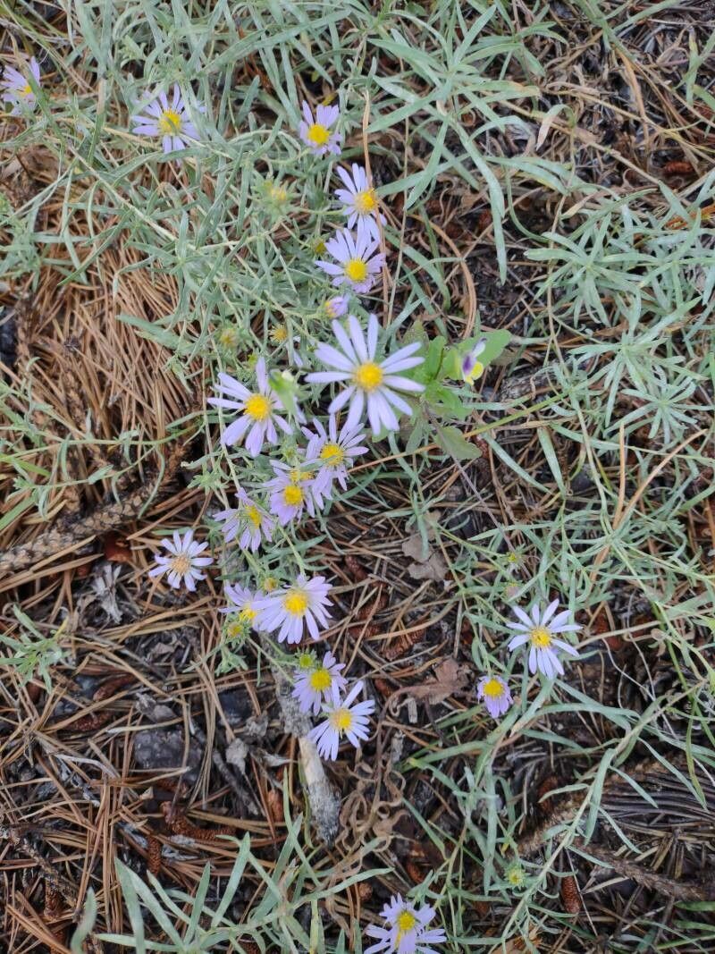 Ionactis stenomeres flower