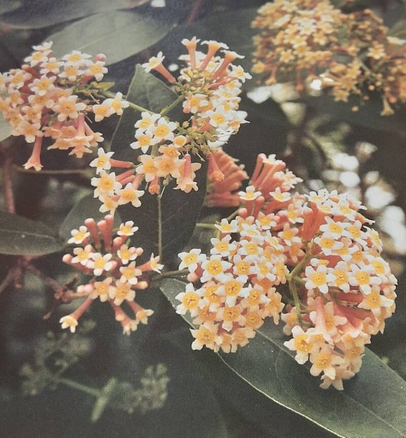 Rogiera cordata — related species from the same genus