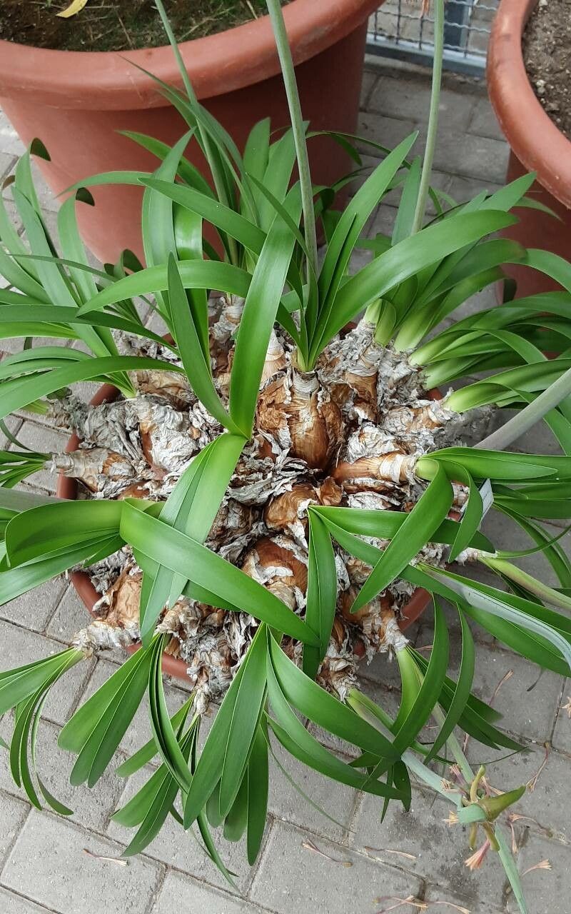 Cyrtanthus falcatus — houseplant care guide