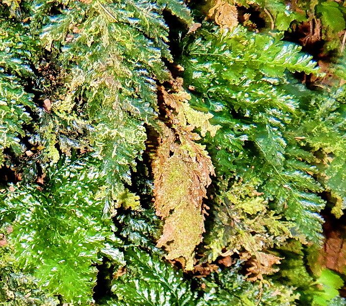 Trichomanes dentatum — houseplant care guide