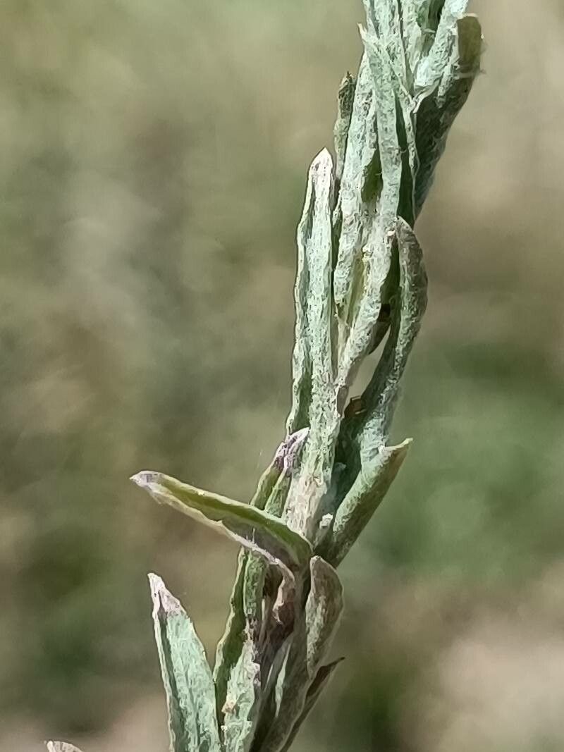 Filago germanica leaf