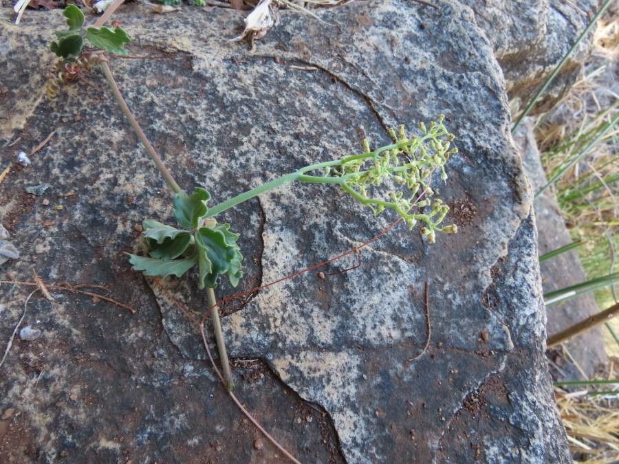 Cyphostemma digitatum flower