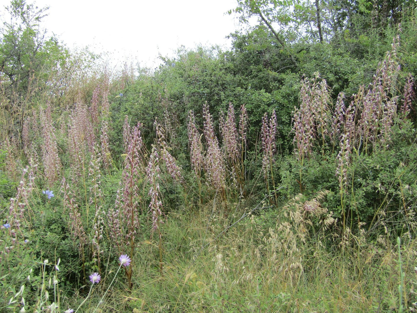 Himantoglossum calcaratum habit