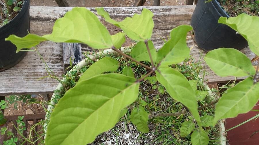 Handroanthus albus — search result for 'Bignoniaceae'
