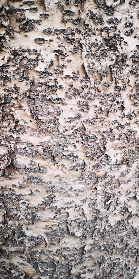 Araucaria scopulorum bark