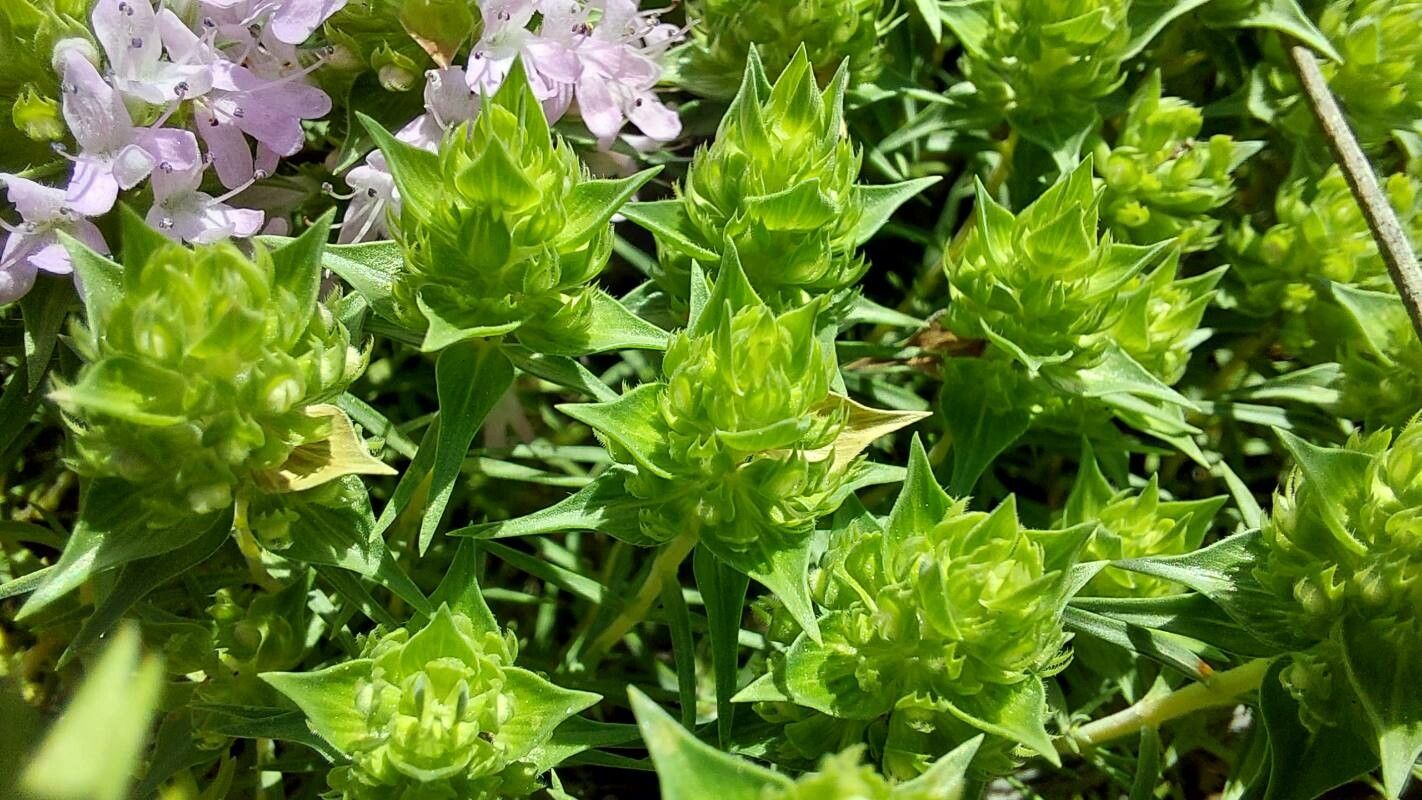 Thymus revolutus — search result for 'Thymus'