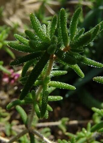 Drosanthemum striatum habit
