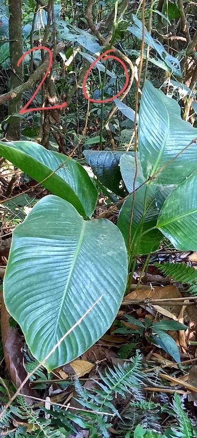 Thalia geniculata leaf