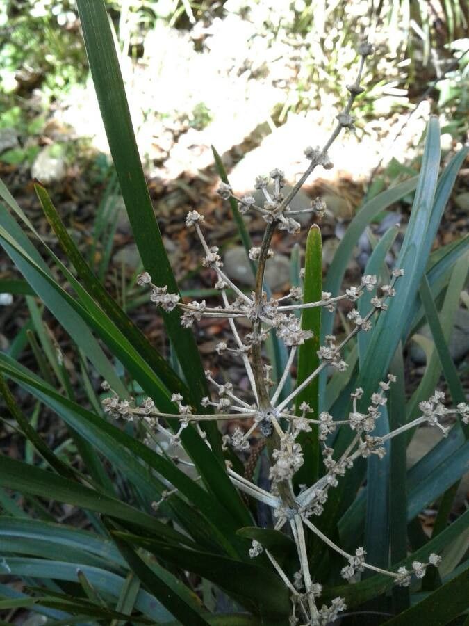 Lomandra insularis fruit