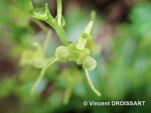 Liparis rosseelii flower