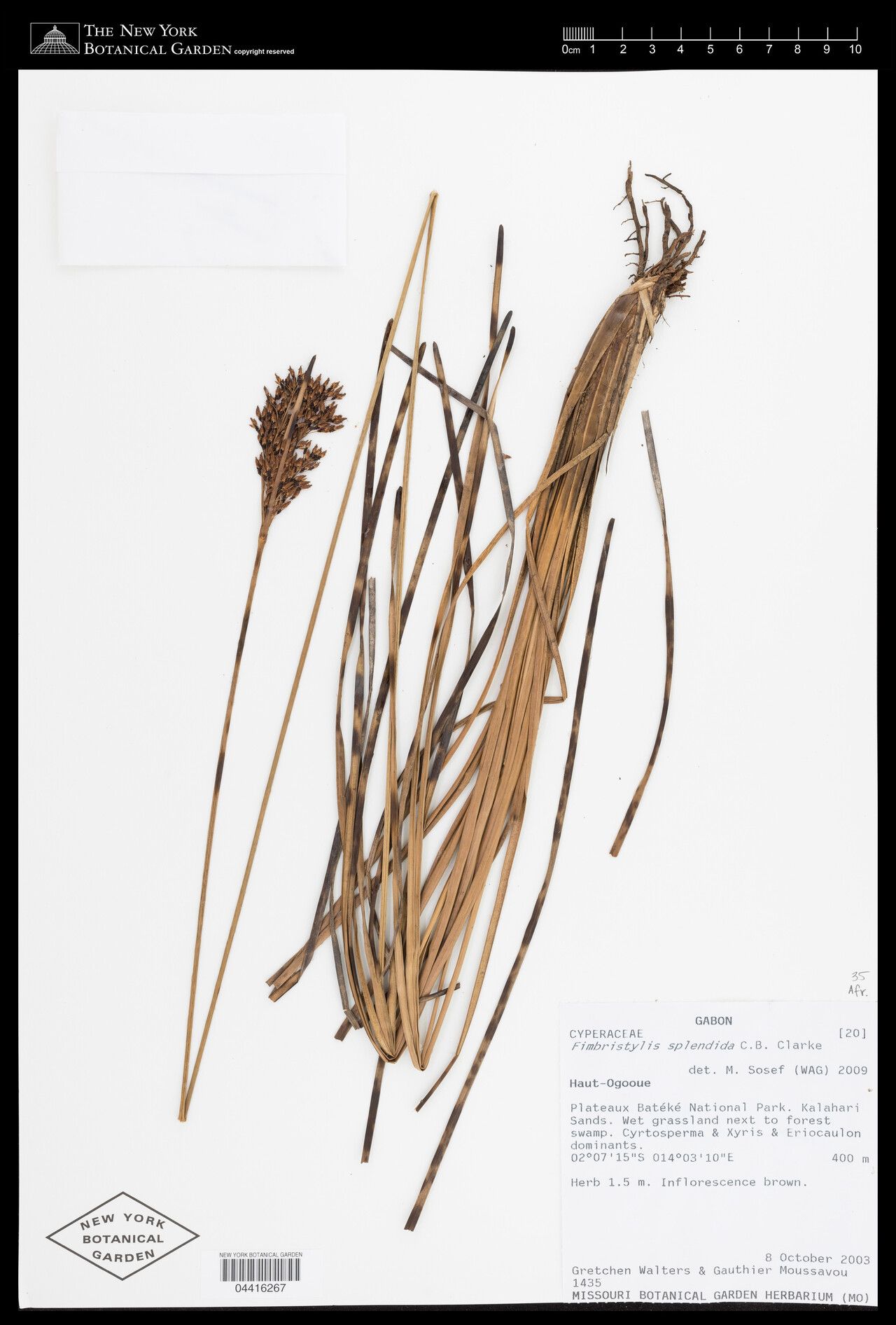 Fimbristylis splendida — houseplant care guide