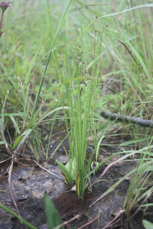 Isoetes biafrana — related species from the same genus