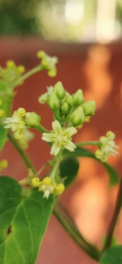 Cynanchum racemosum flower