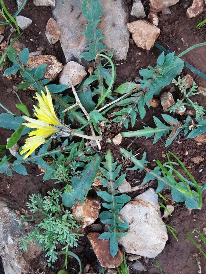 Taraxacum erythrospermum leaf