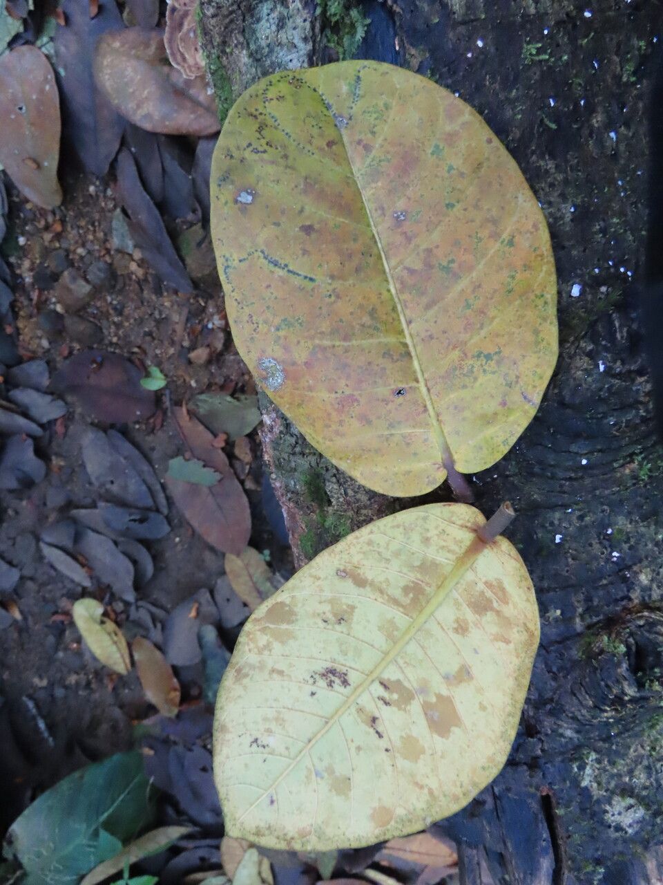 Ficus popenoei — search result for 'Belize'
