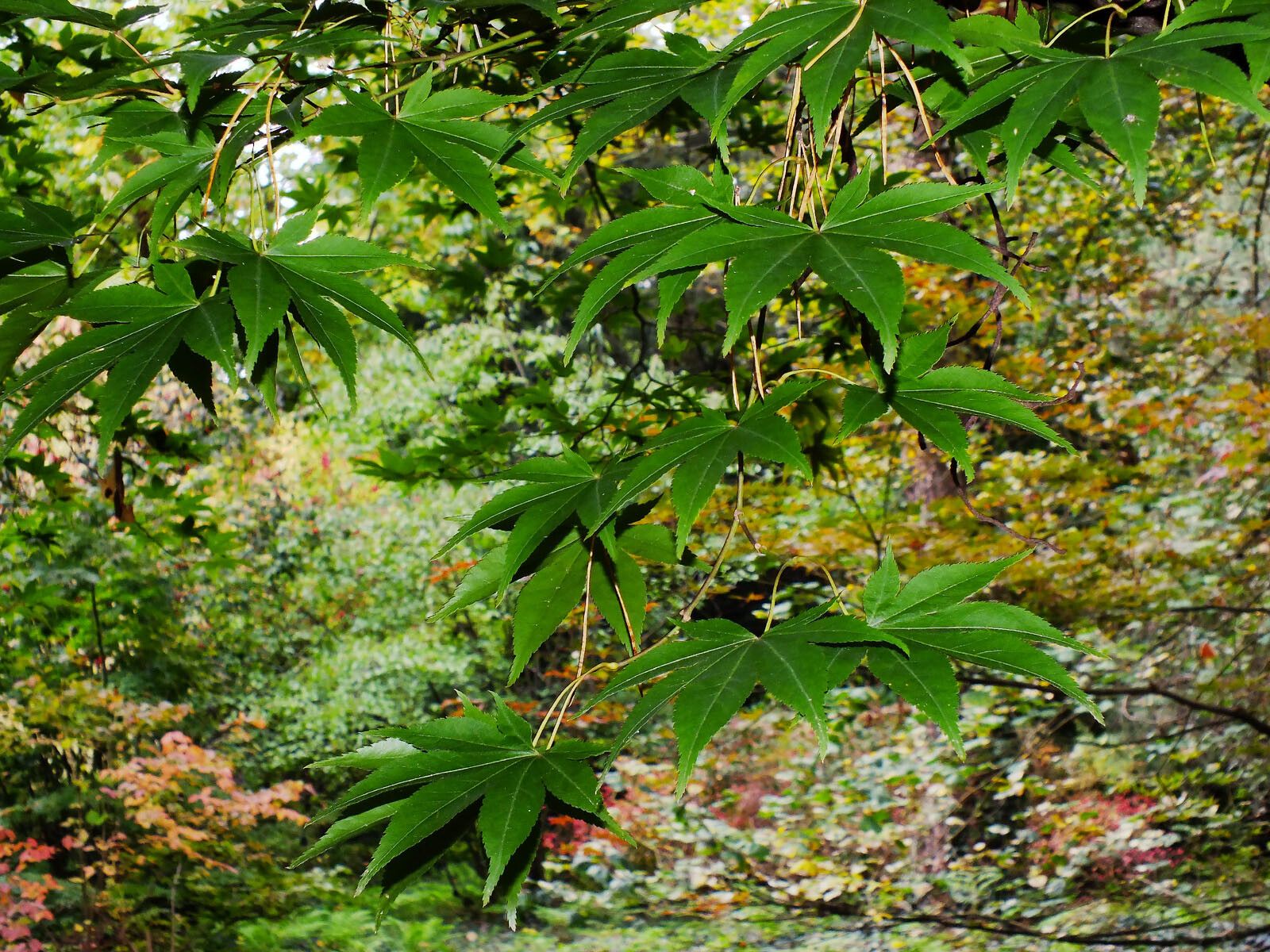 Acer campbellii — search result for 'Bhutan'
