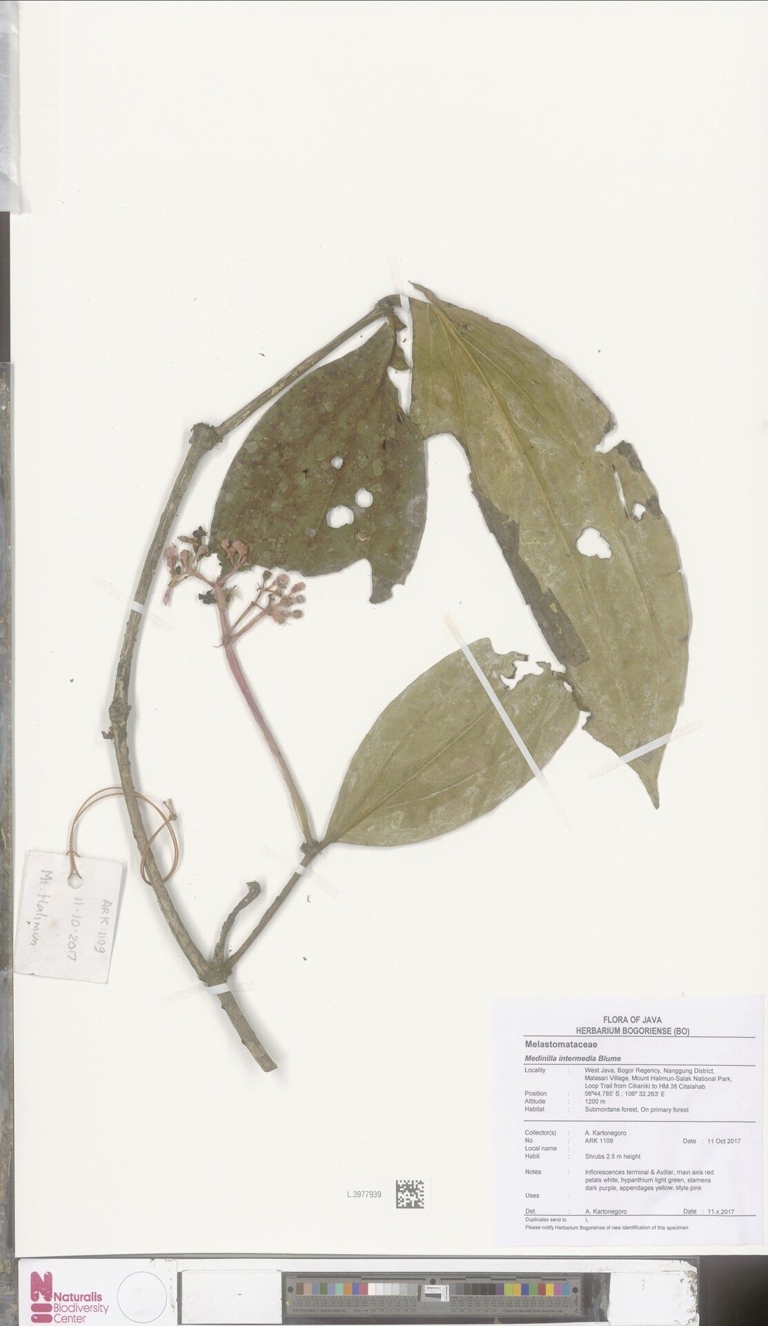 Medinilla perrieri — search result for 'Medinilla'