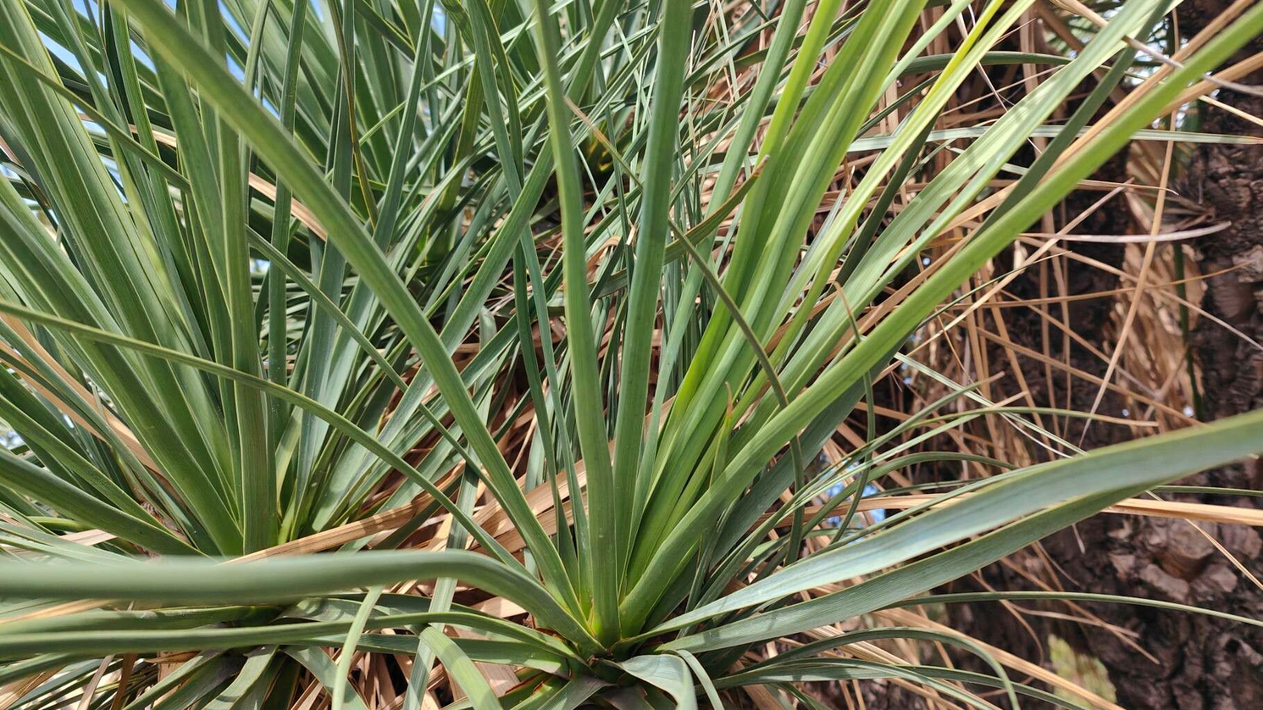 Nolina beldingii — related species from the same genus