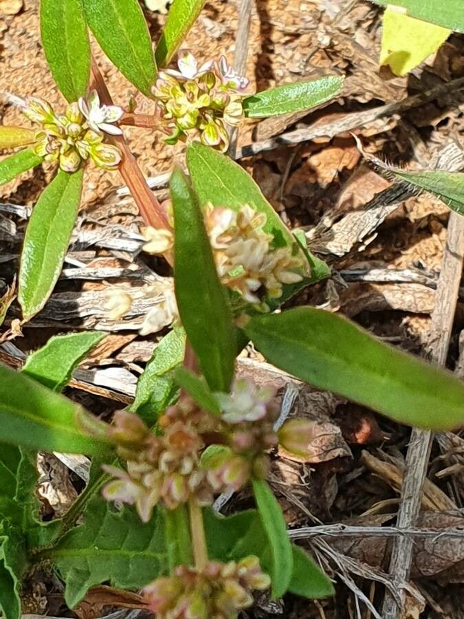 Zaleya pentandra leaf