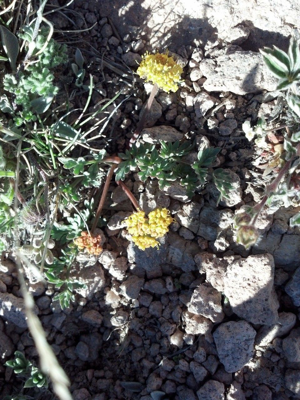 Cymopterus alpinus habit